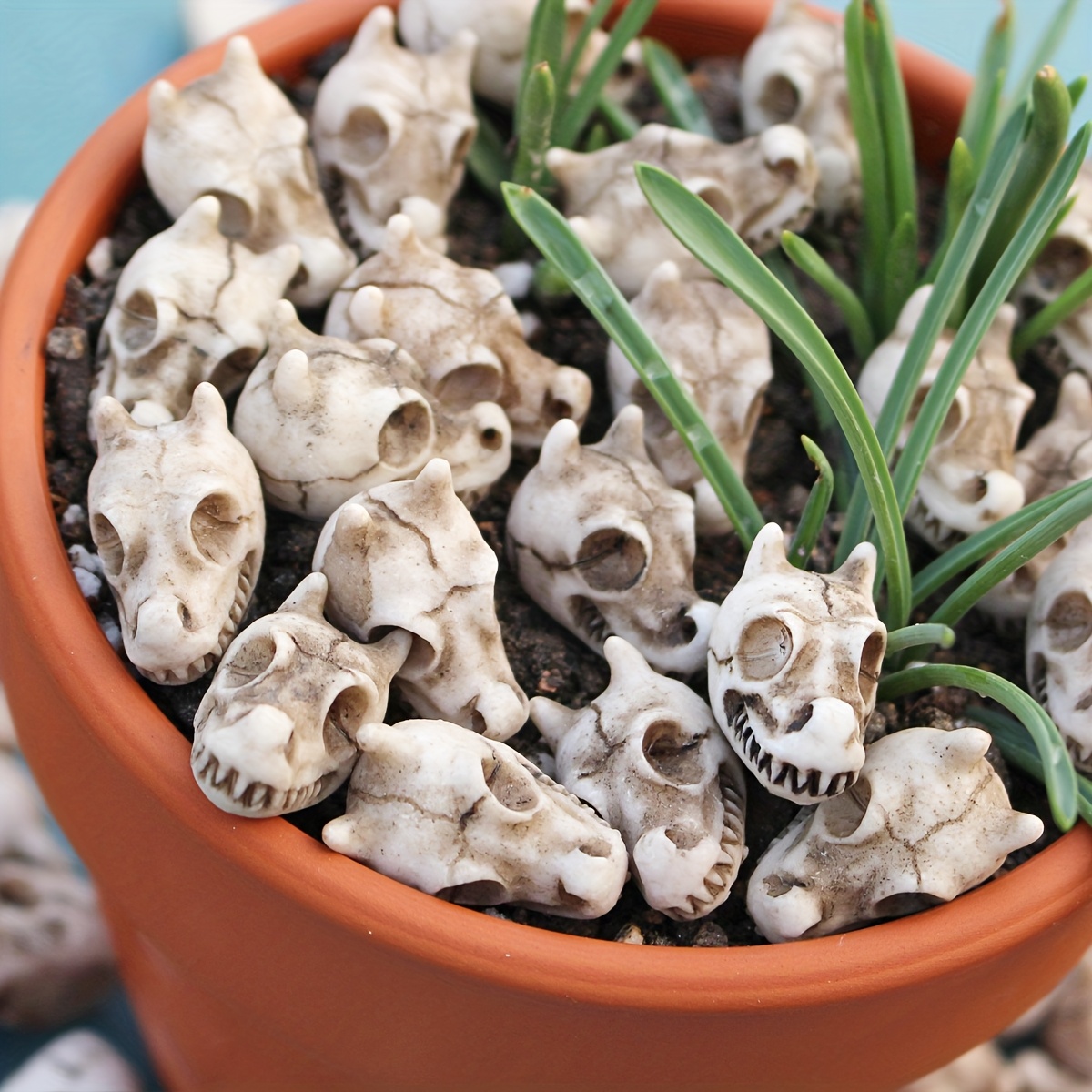 20pcs Dragon Head Skull Bonsai - Bonsai Garden World avaliação e preço