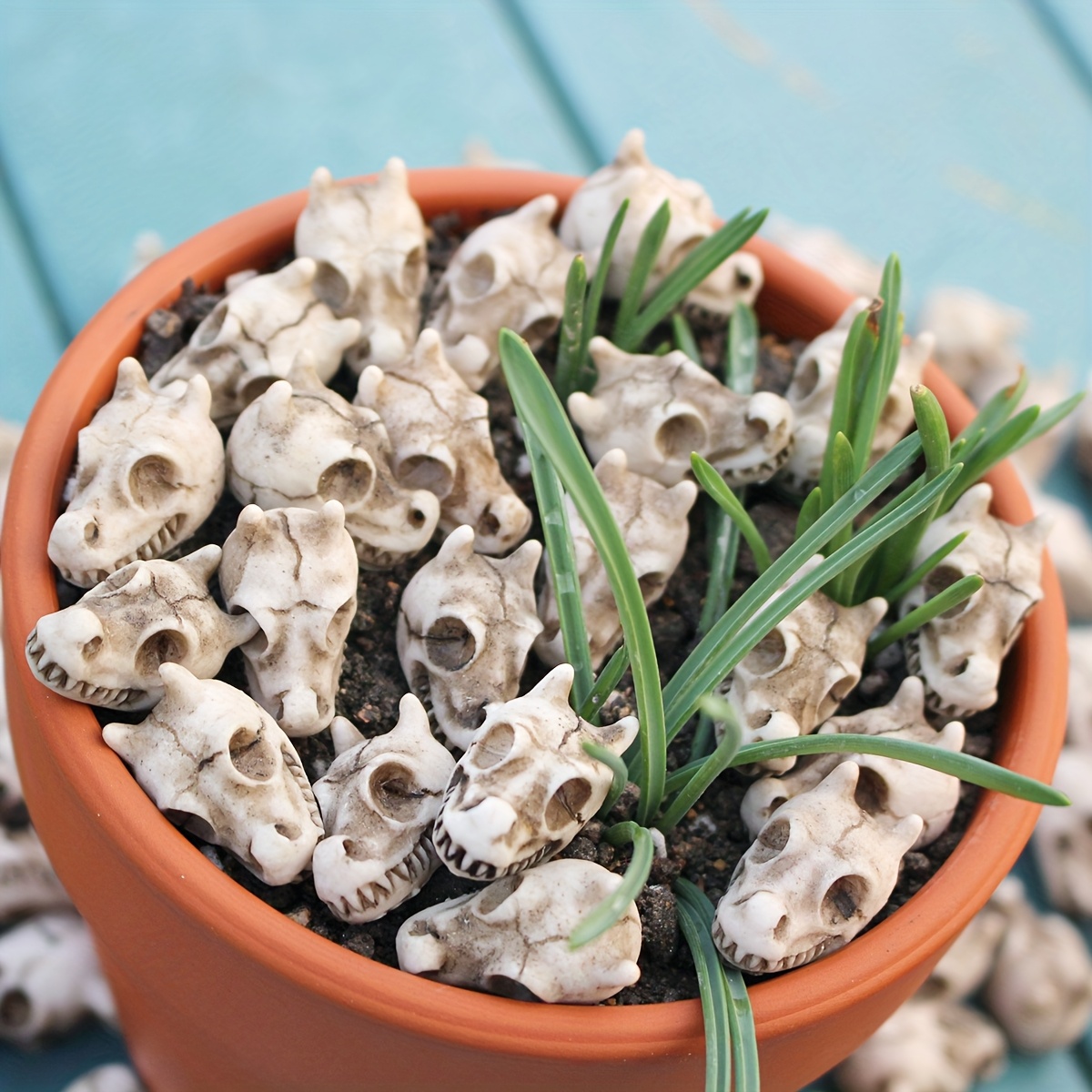 20pcs Dragon Head Skull Bonsai - Bonsai Garden World avaliação e preço