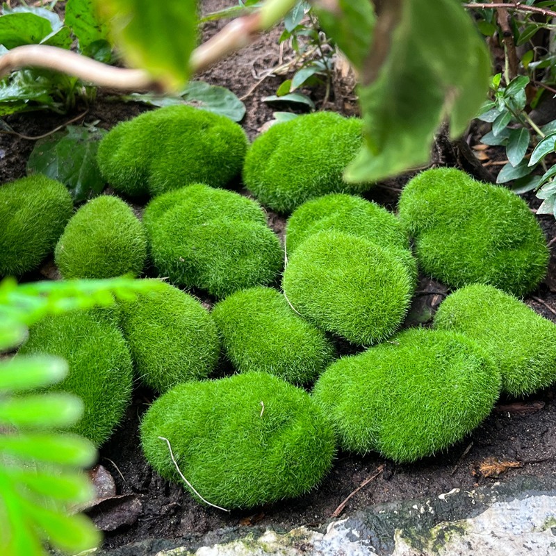 5/30pcs Simulation Moss Stone  - Bonsai Rock Garden avaliação e preço