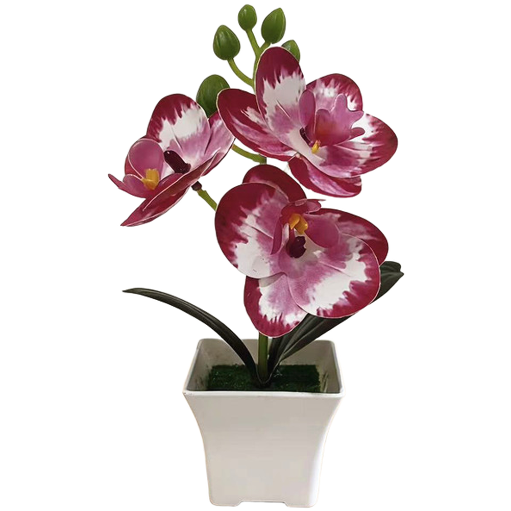 Plastic Phalaenopsis Orchid Fl - Bonsai Garden Set Up avaliação e preço