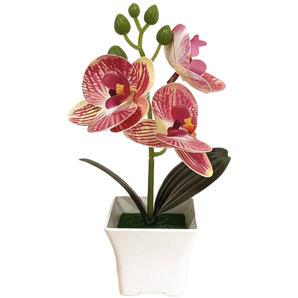 Plastic Phalaenopsis Orchid Fl - Bonsai Garden Set Up avaliação e preço